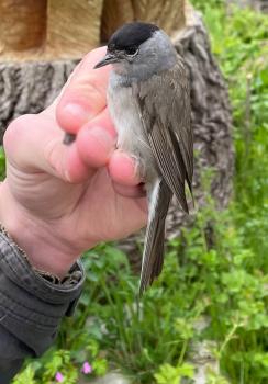 The Blackcap is a grey warbler, easily identified by its distinctive cap.