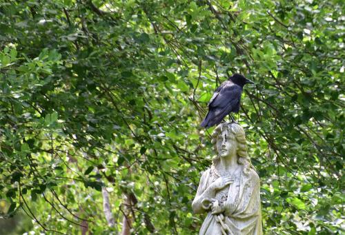 The Carrion Crow is a hugely successful resident breeder which, as its name suggests, is able to feed on anything edible.
