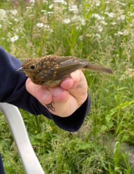 Once referred to as the Hedge Sparrow, it is not related to the Sparrows, and has maintained its numbers rather better, with 2.5 million pairs in 2016.