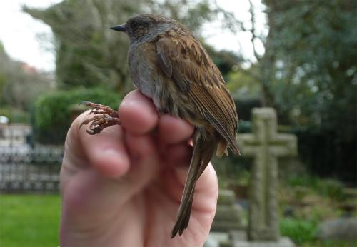 This Dunnock is about to be released, having been ringed in Heene Cemetery on March 15th 2021.