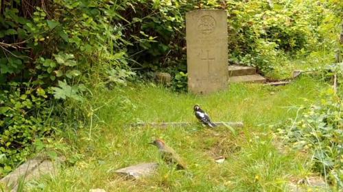 Caught on a camera trap, a Green Woodpecker and a Great Spotted Woodpecker.
