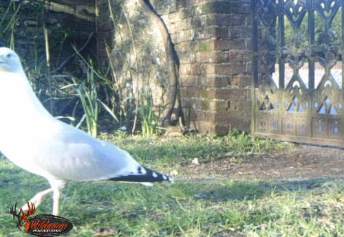 This adult Herring Gull was caught by one of the cemetery's trail cameras on March 16th 2021.