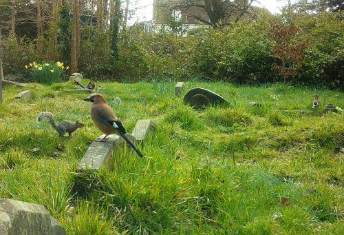 Two Jays and a Squirrel, early April 2025. (Photo credit: Dora Nightingale.)