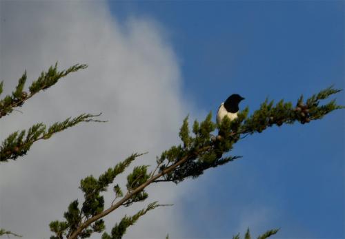 They are resident breeders, and with a population of 610000 pairs in 2016 their conservation status is GREEN.