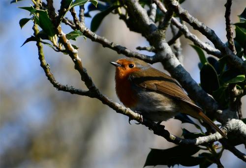Robins are strongly territorial, and when vieing for a mate the males will sometimes attack anything that shows a red colour.