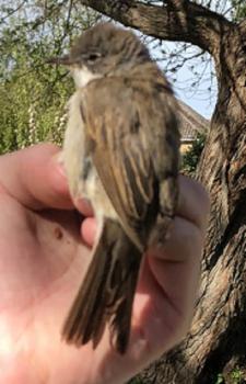 Whitethroats are summer migrants to the UK, flying all the way from sub-Saharan Africa and Asia to breed here. The first birds tend to arrive in April, with the last leaving by early October.