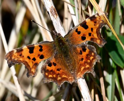 Comma butterfly, late March 2025.