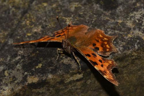 Comma butterfly, late March 2025 (Photo credit: Stuart MA Ball.)