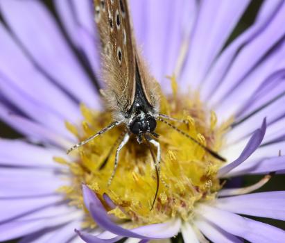 Common Blue, Hene Cemetery, August 2025, feeding on Michaelmas Daisy.
