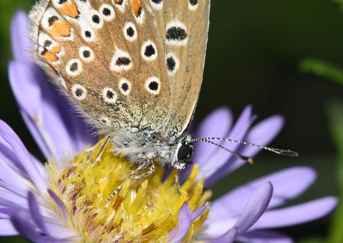 Common Blue, Hene Cemetery, August 2025, feeding on Michaelmas Daisy.