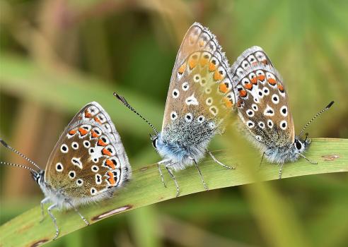 Here are three Common Blues. The two on the right are mating.