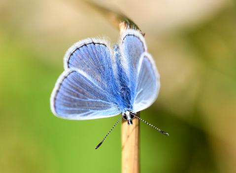 Male Common Blue in the Cemetery, late August 2022.