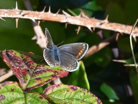 Female Common Blue butterfly, mid-October 2024.