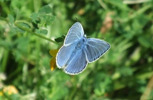 This example of a Common Blue butterfly is a male.