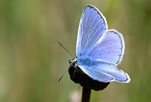 The Common Blue butterfly is frequently seen in the cemetery. This is a male.