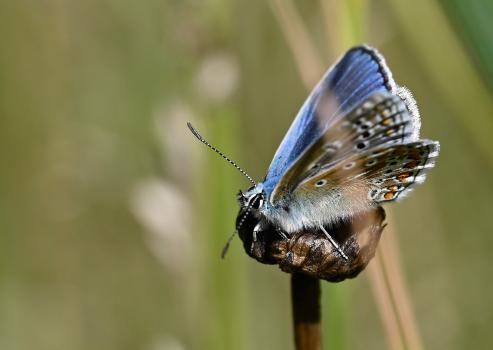 Upper wing surface and undersides visible simulatenously for the male Common Blue butterfly, the undersides of which are greyer than is the case with females (where they are browner).This is a male Common Blue butterfly.