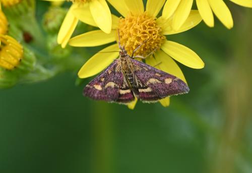 This day- and night-flying moth is double-brooded, flying from May to June and again from July to August.