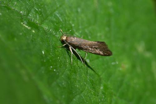 Brown Bark Moth (with a wingspan of 12-16 millimetres) is locally common in southern England. They are golden-brown with a contrasting orange head.
