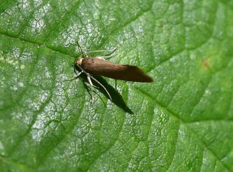 The Brown Bark Moth flies from June to August, feeds on fungus and can often be found under dead bark, hence the name.