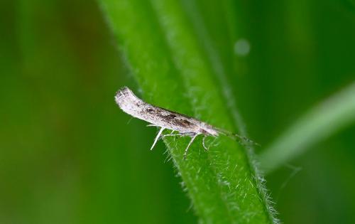 The moth has a short life cycle of 14 days (at 25 degrees C).  In favourable conditions, these moths can reach plague proportions on farms where cabbages are grown.