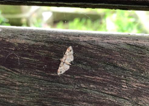 The Double-striped Pug may resemble a butterfly but is a nocturnal moth.