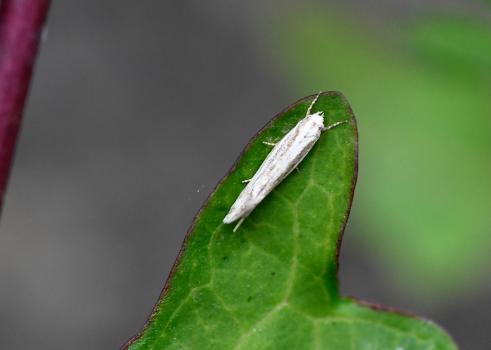 This pale white-grey grass moth has red, buff or grey speckles and is about 3mm long.