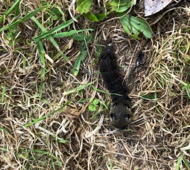 This moth is named after its caterpillar's resemblance to an elephant's trunk.