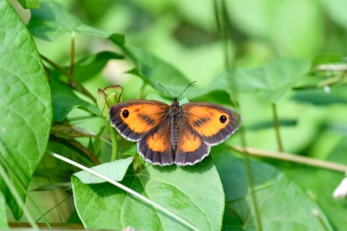 The dancing flight of the Gatekeeper butterfly is characteristic, and it seldom wanders from the area of its colony. 