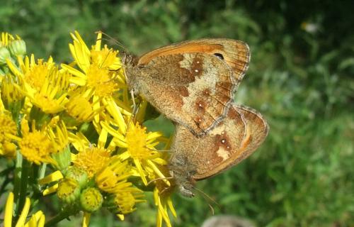 The Gatekeeper favours sunny sites, and feeds preferentially on bramble and ragwort.