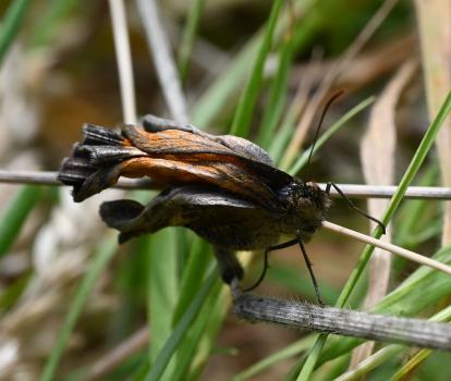 This Gatekeeper was seen on 13th July 2024, freshly emerged from pupation, unfurling its wings, waiting for them to dry.