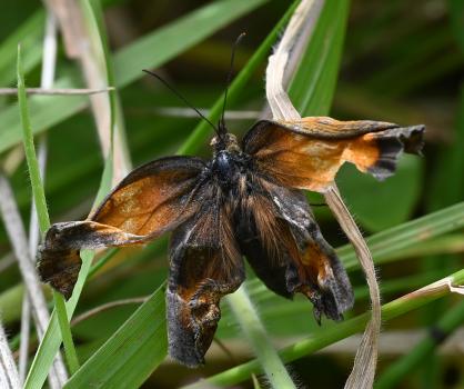 This Gatekeeper was seen on 13th July 2024, freshly emerged from pupation, unfurling its wings, waiting for them to dry.