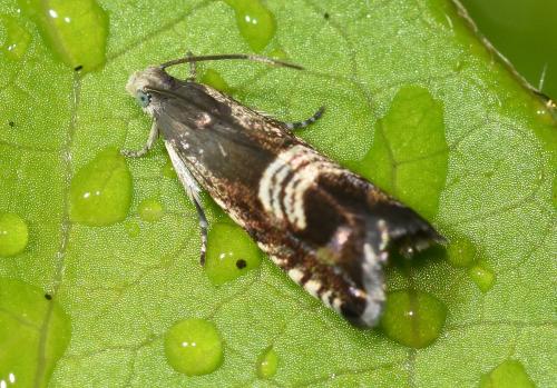 This individual was photographed in early August 2024.