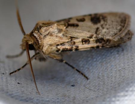 The Heart and Club moth has a wingspan of 35 to 40mm.