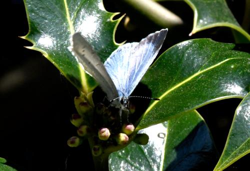 The Hooly Blue is on the wing from April until September, although preferring to feed in tree canopies on aphid honeydew.
