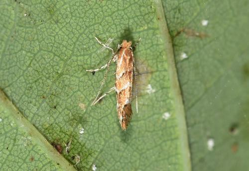 The caterpillars and/or larvae of this small moth are destructive of Horse Chestnuts (Aesculus hippocastanum) (and some maples and sycamores (Acer pseudoplatanus)).