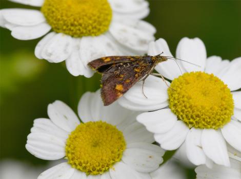 The Mint Moth flies in both sunshine and at night.
