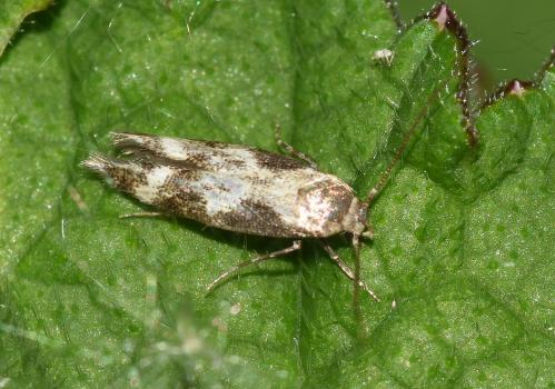 This small Momphid moth is either the Hourglass Mompha (Mompha divisella) or the Dusky Hourglass Mompha (Mompha bradleyi). (Photo credit: Stuart MA Ball.)