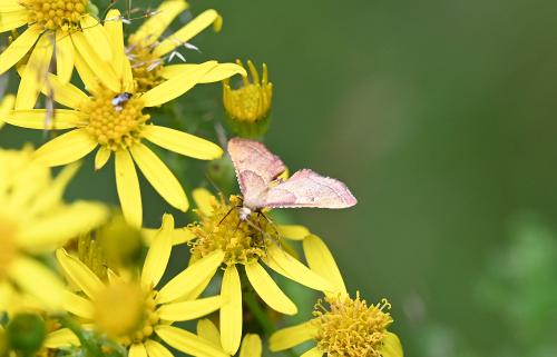 This small (18 to 23 millimetre) moth is seen flying in July and August in the southern half of Britain. It feeds on hedges and bushes.