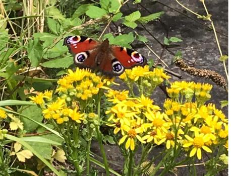 Peacocks lay clusters of eggs on the undersides of nettle leaves, and the adults feed avidly on knapweeds and teasels.