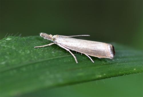 The Pyralid Grass Moth rests during the day, head-down on grass stalks.