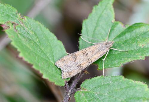 The Rush Veneer Moth has an elongated shape at rest, with a wingspan of 25 - 30 millimetres.
