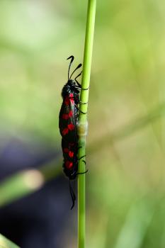 This is the most common of Britain's day-flying Burnet moths.