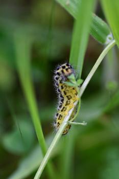 The larvae of the Six-spot Burnet Moth overwinter.