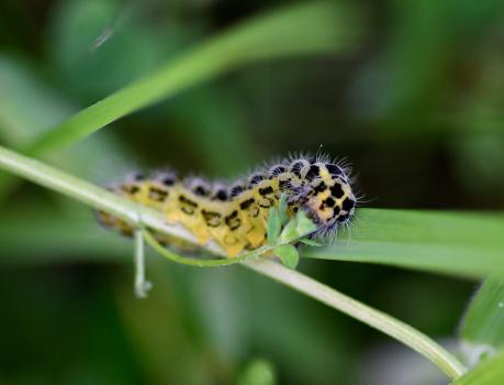 The larvae of the Six-spot Burnet Moth overwinter.