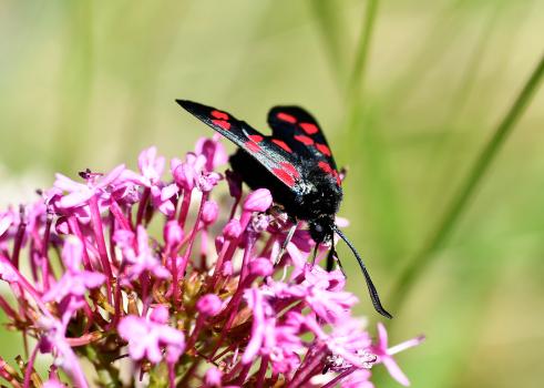 There are six red spots on the forewing of the Six-spot Burnet Moth.