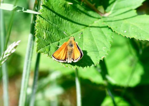 Eggs of the Small Skipper are laid on Yorkshire-fog grass, which is common in the cemetery. 