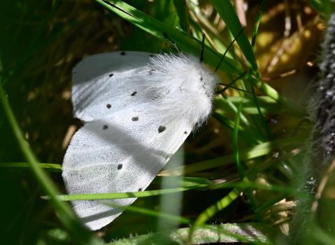 Lack of camouflage with the White Ermine moth is due to the fact that it is poisonous and will, therefore, not be eaten by birds.