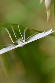 The White Plume Moth is nocturnal, but can be disturbed during the day. They fly between June and July.