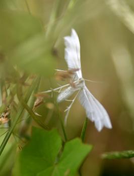 The forewings of the White Plumed Moth are divided into two feathery plumes, the hind wings into three.