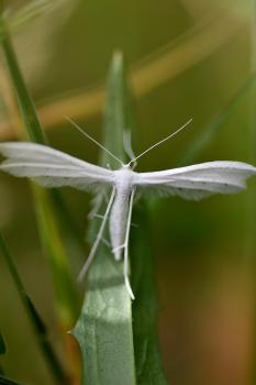 The White Plume Moth has a wingspan of between 25 and 35 millimetres.